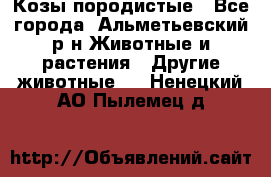 Козы породистые - Все города, Альметьевский р-н Животные и растения » Другие животные   . Ненецкий АО,Пылемец д.